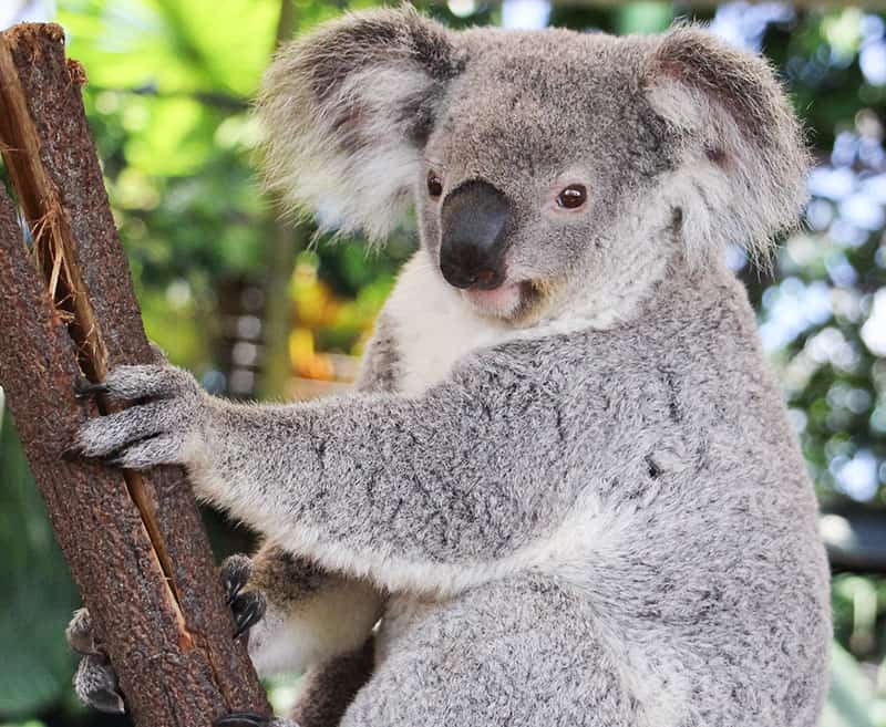 koala presentation cairns zoom wildlife dome